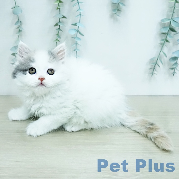 神奈川県のスコティッシュフォールド (ペットプラス 新百合丘店/2025年12月18日生まれ/女の子/ダイリュートキャリコ)の子猫の2枚目の画像