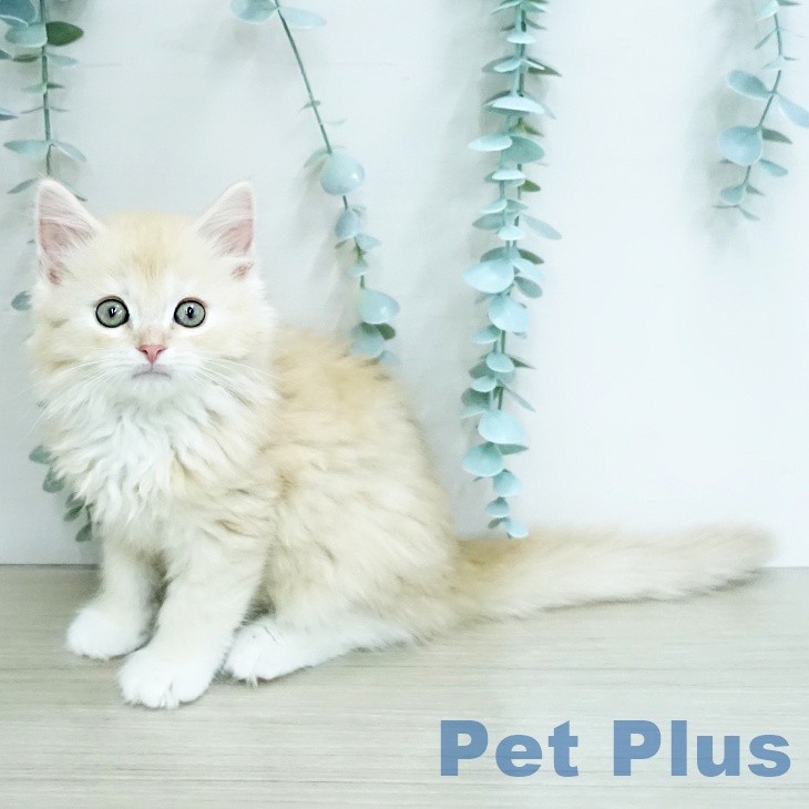 埼玉県のラガマフィン (ペットプラス ららぽーと新三郷店/2025年12月13日生まれ/男の子/クリームタビーホワイト)の子猫の1枚目の画像