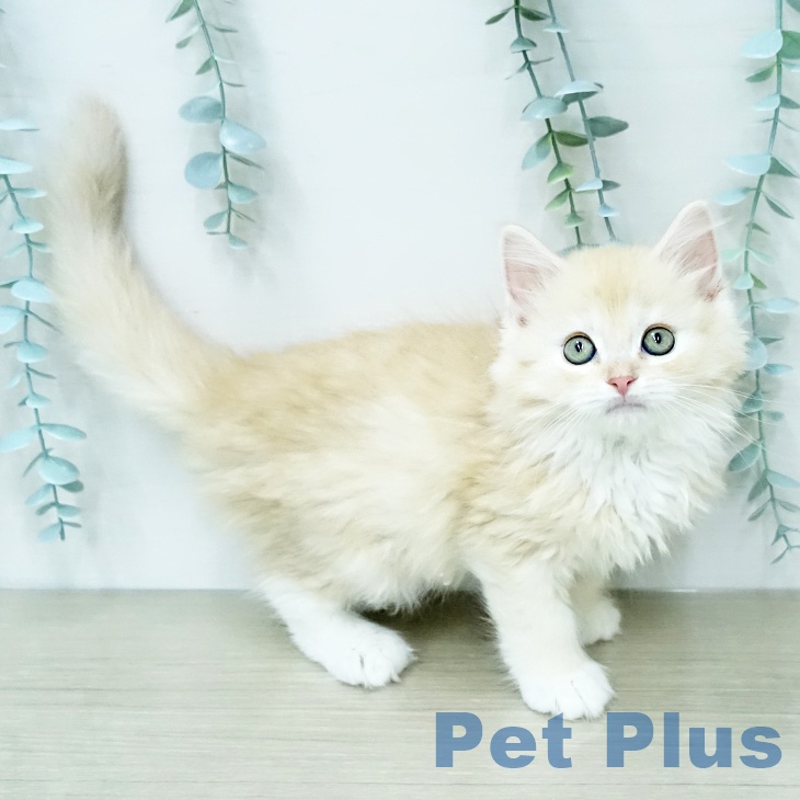 埼玉県のラガマフィン (ペットプラス ららぽーと新三郷店/2025年12月13日生まれ/男の子/クリームタビーホワイト)の子猫の2枚目の画像