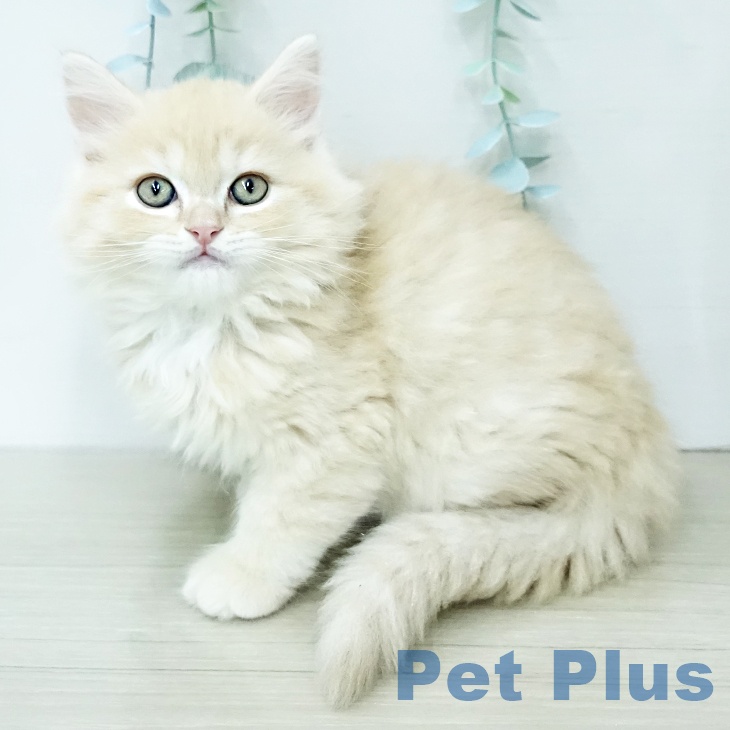 埼玉県のラガマフィン (ペットプラス ららぽーと富士見店/2025年12月13日生まれ/男の子/クリームタビー)の子猫の1枚目の画像