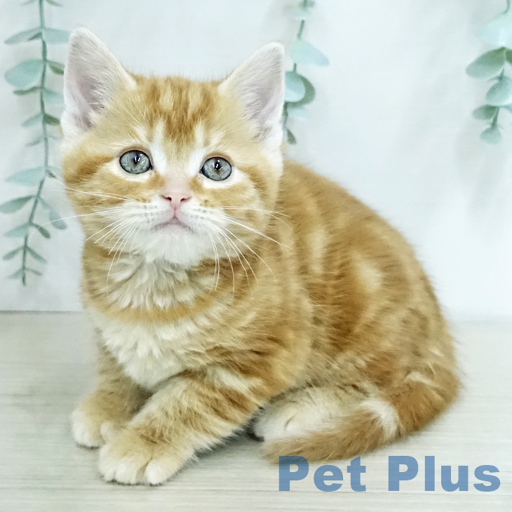 アメリカンショートヘア