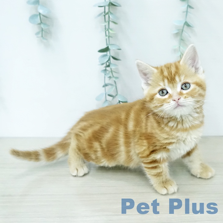 アメリカンショートヘア