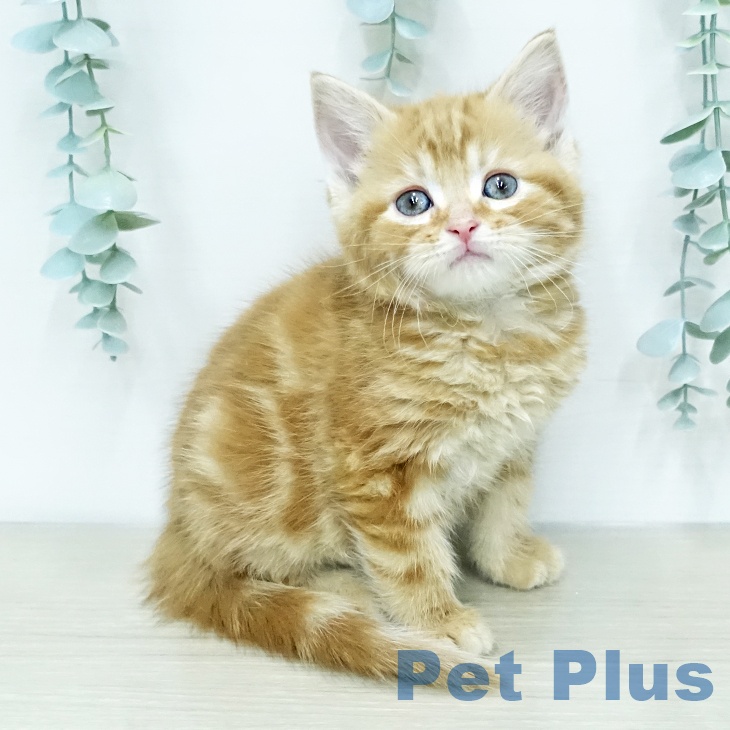 埼玉県のアメリカンショートヘアー (ペットプラス 川口店/2025年12月16日生まれ/男の子/レッドタビー)の子猫の1枚目の画像