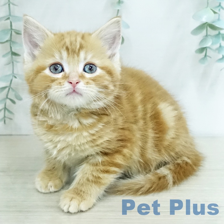 埼玉県のアメリカンショートヘアー (ペットプラス 川口店/2025年12月16日生まれ/男の子/レッドタビー)の子猫の2枚目の画像