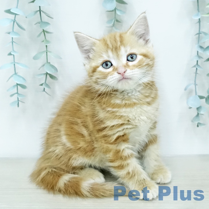 宮城県のアメリカンショートヘアー (ペットプラス 名取店/2025年12月16日生まれ/男の子/レッドタビー)の子猫の1枚目の画像