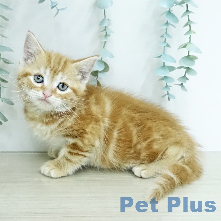 宮城県のアメリカンショートヘアー (ペットプラス 名取店/2025年12月16日生まれ/男の子/レッドタビー)の子猫の2枚目の画像