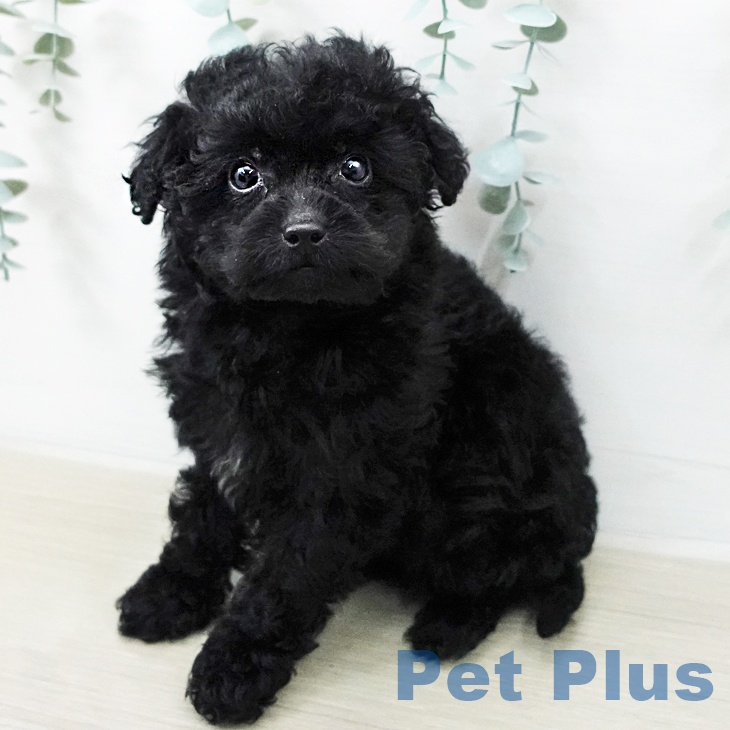 埼玉県のトイプードル(トイ) (ペットプラス 川口店/2025年12月11日生まれ/男の子/ブラック)の子犬の1枚目の画像