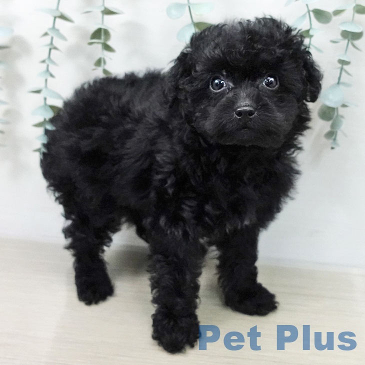 埼玉県のトイプードル(トイ) (ペットプラス 川口店/2025年12月11日生まれ/男の子/ブラック)の子犬の2枚目の画像