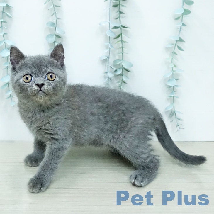 神奈川県のブリティッシュショートヘアー (ペットプラス 湘南平塚店/2025年12月12日生まれ/男の子/ブルー)の子猫