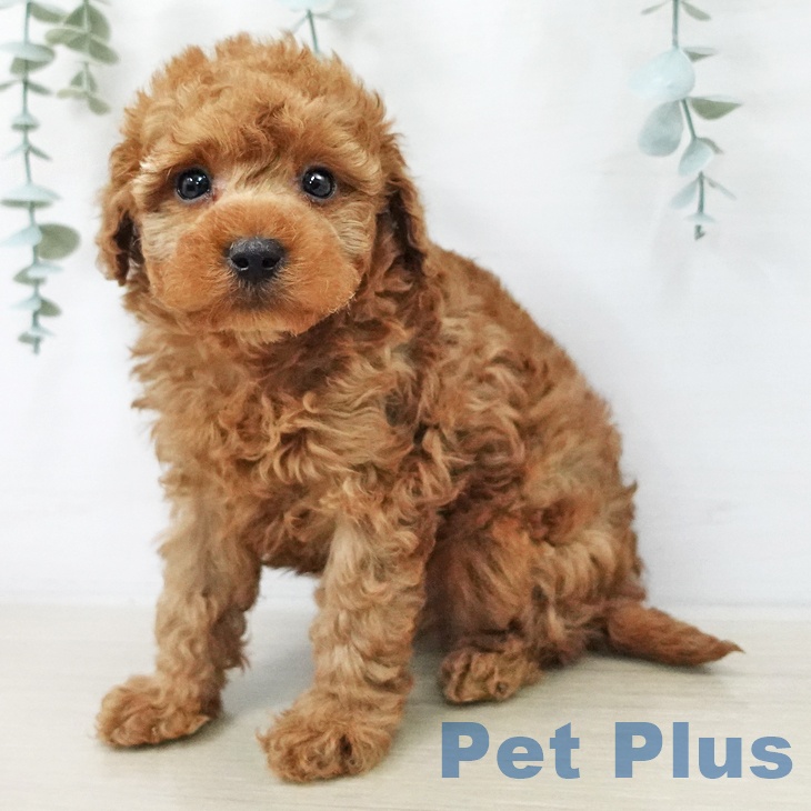 トイ・プードル