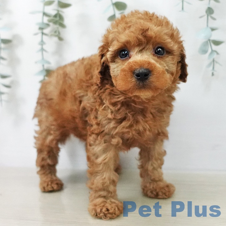 トイ・プードル