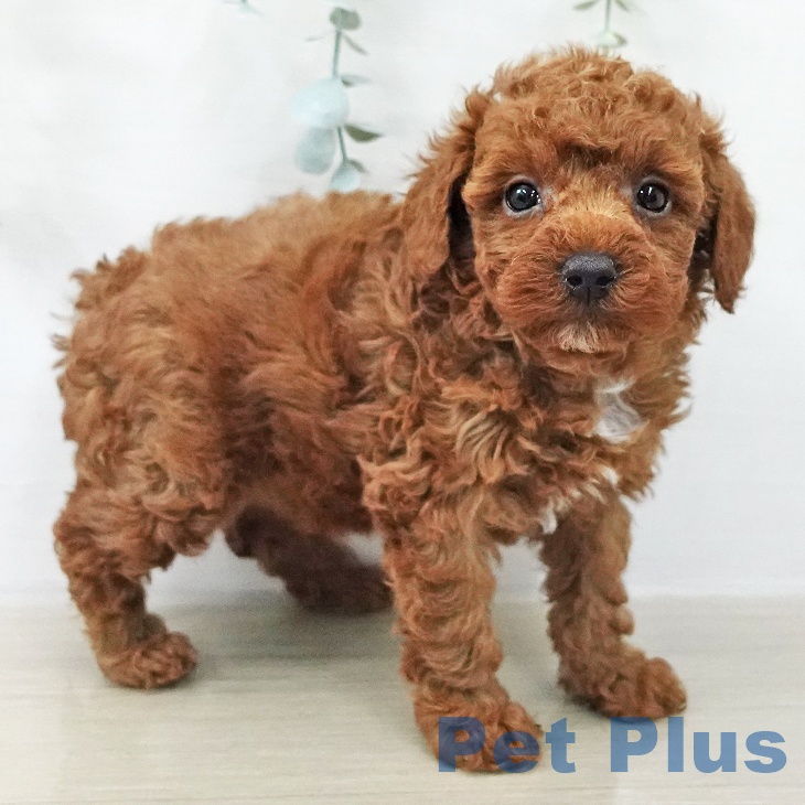 トイ・プードル