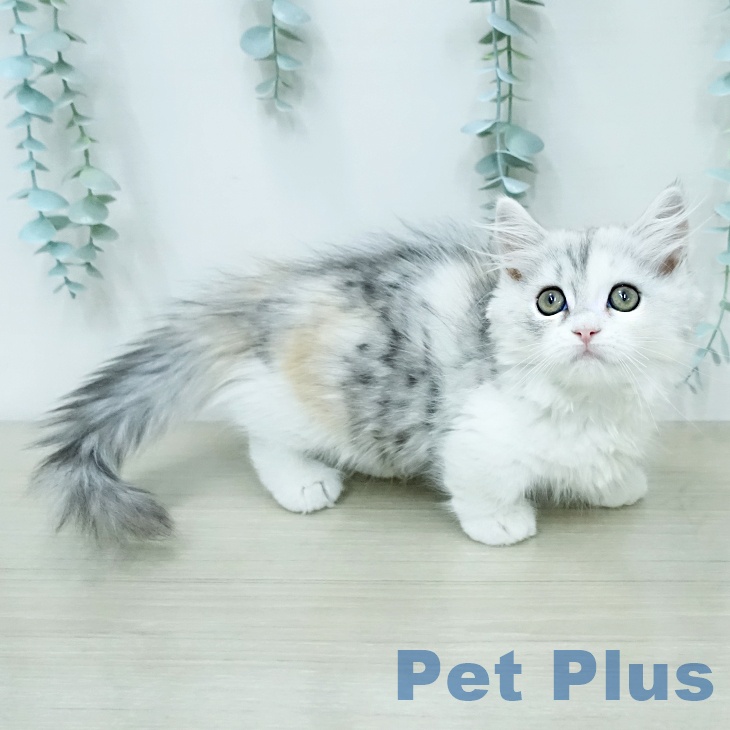 埼玉県のミヌエット (ペットプラス ららぽーと新三郷店/2025年12月5日生まれ/女の子/シェーデッドトーティシェルホワイト)の子猫の2枚目の画像