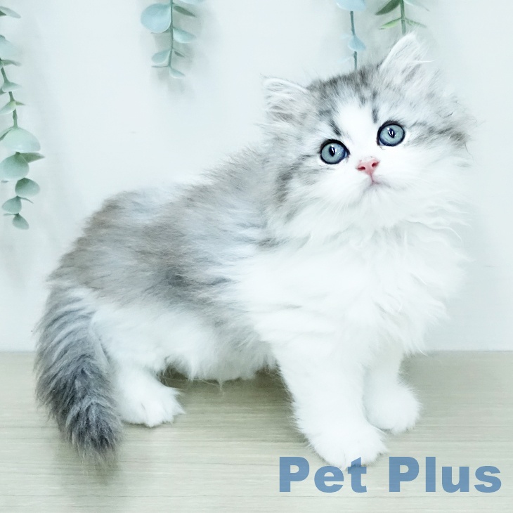 サイベリアンの写真2