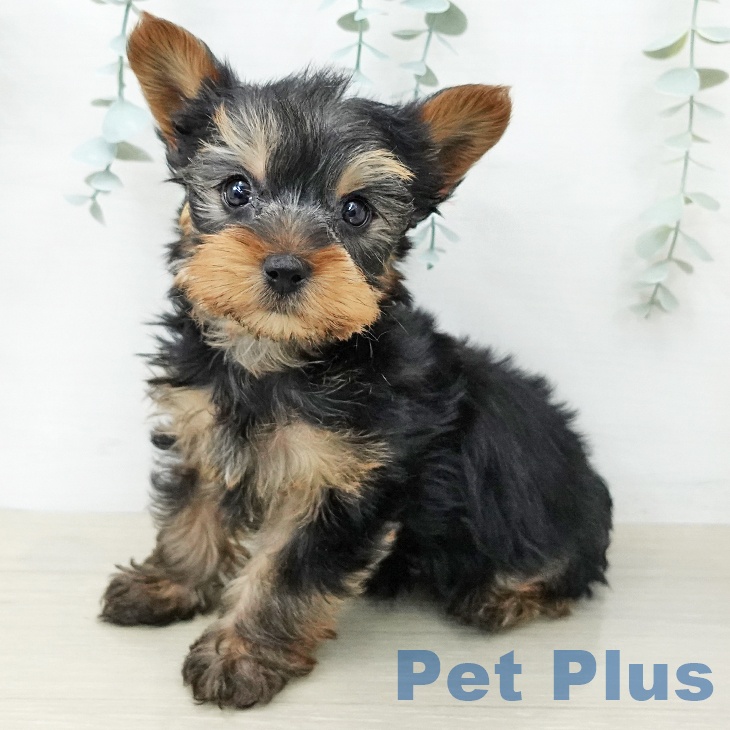 ヨークシャー・テリア