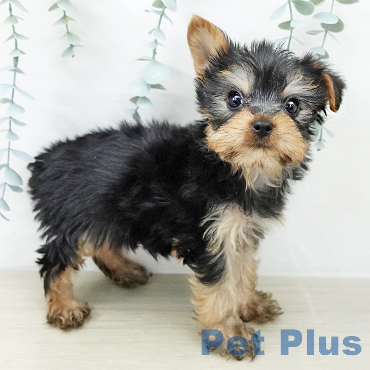 ヨークシャー・テリア