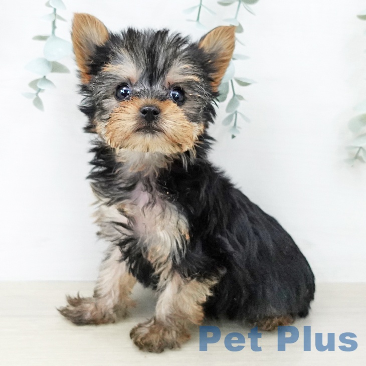 ヨークシャー・テリア