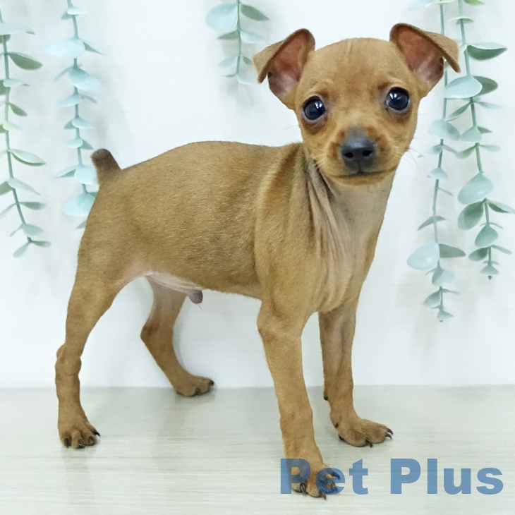 埼玉県のミニチュアピンシャー (ペットプラス ららぽーと富士見店/2025年12月4日生まれ/男の子/レッド)の子犬