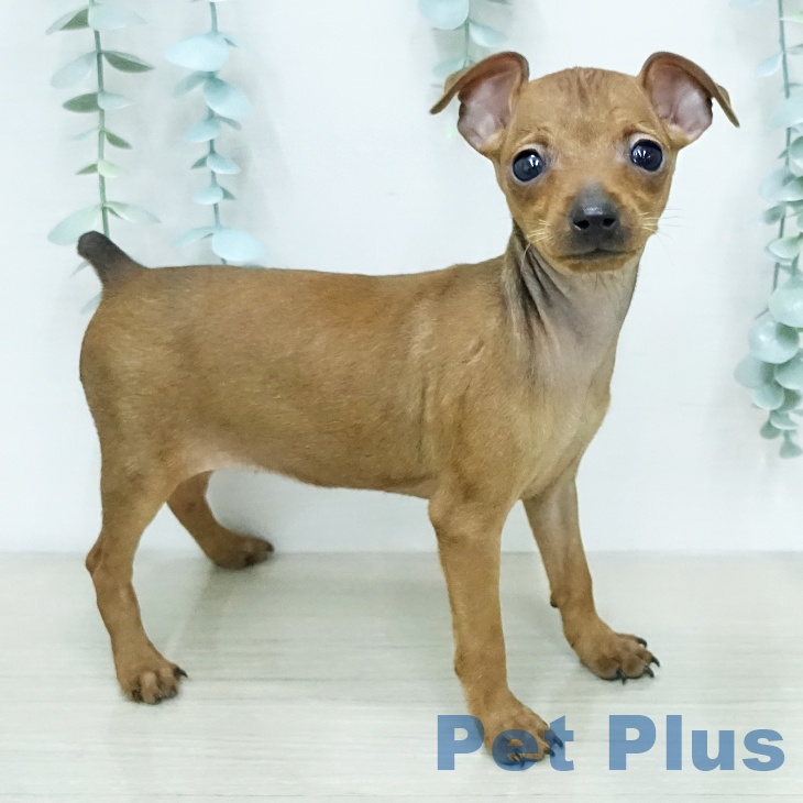 ミニチュア・ピンシャー