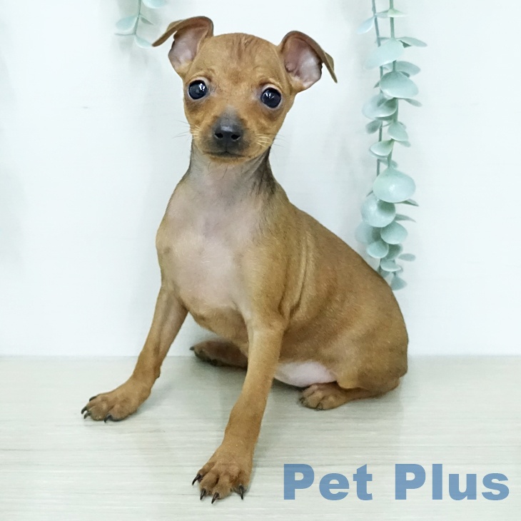 ミニチュア・ピンシャー