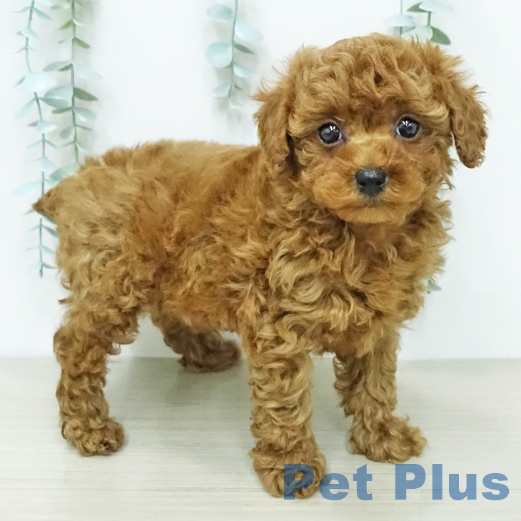 トイ・プードル