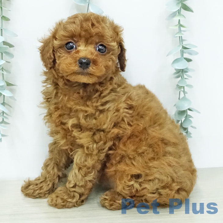 トイ・プードル