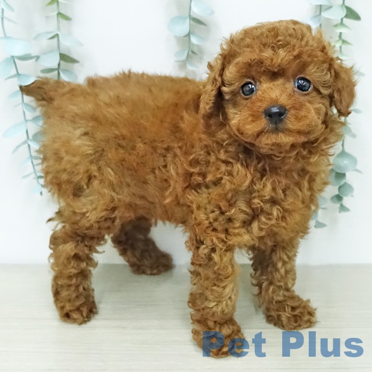 トイ・プードル