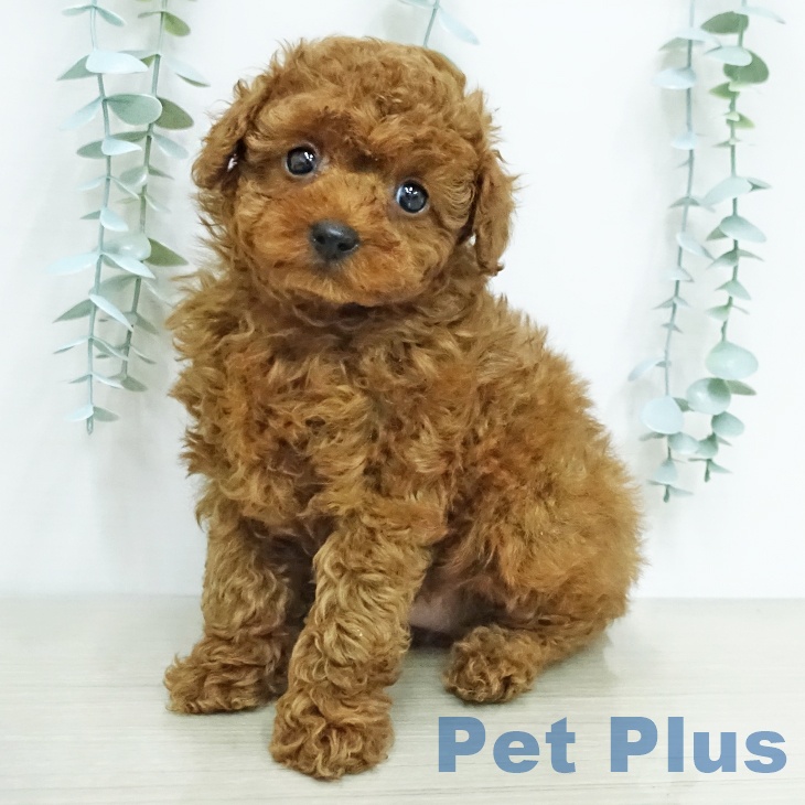 トイ・プードル