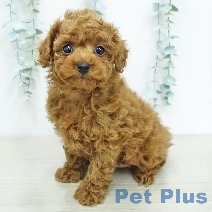 神奈川県のトイプードル(トイ) (ペットプラス テラスモール湘南店/2025年12月18日生まれ/男の子/レッド)の子犬