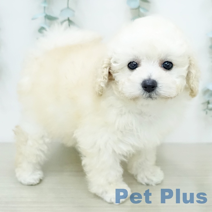 トイ・プードル