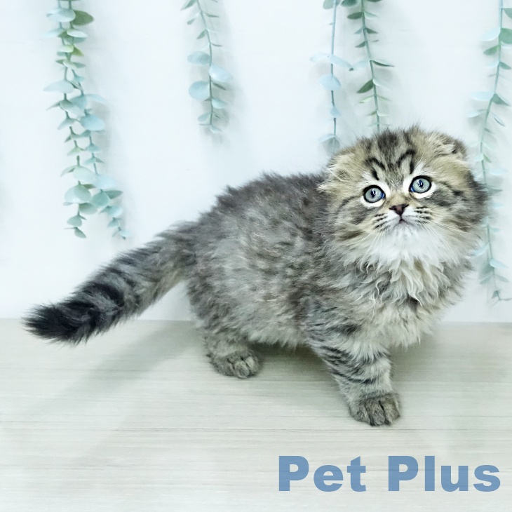 スコティッシュフォールド