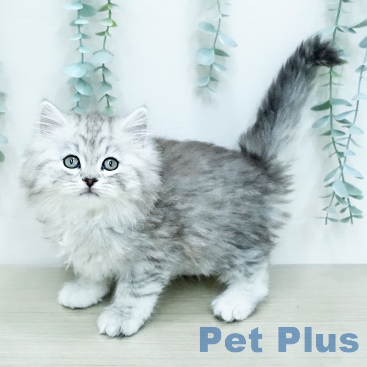 スコティッシュフォールド