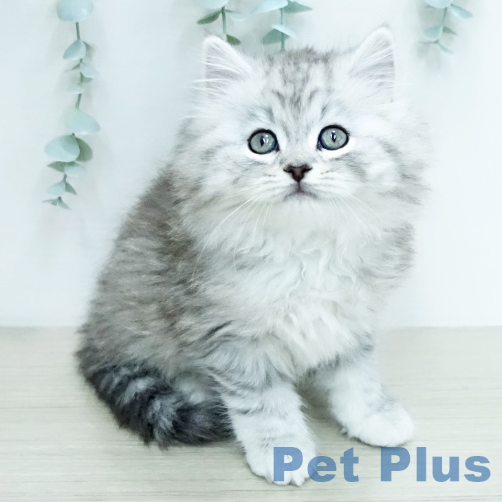 スコティッシュフォールドの写真2