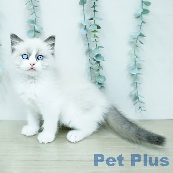 埼玉県のラグドール (ペットプラス ららぽーと富士見店/2025年12月18日生まれ/男の子/ブルーポイントバイカラー)の子猫