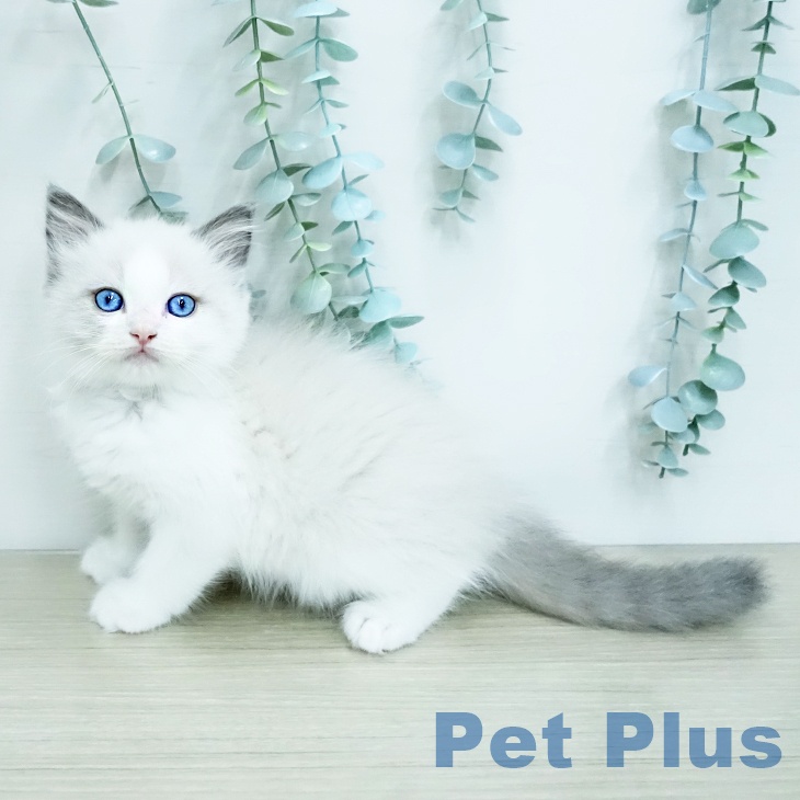 ラグドールの写真2