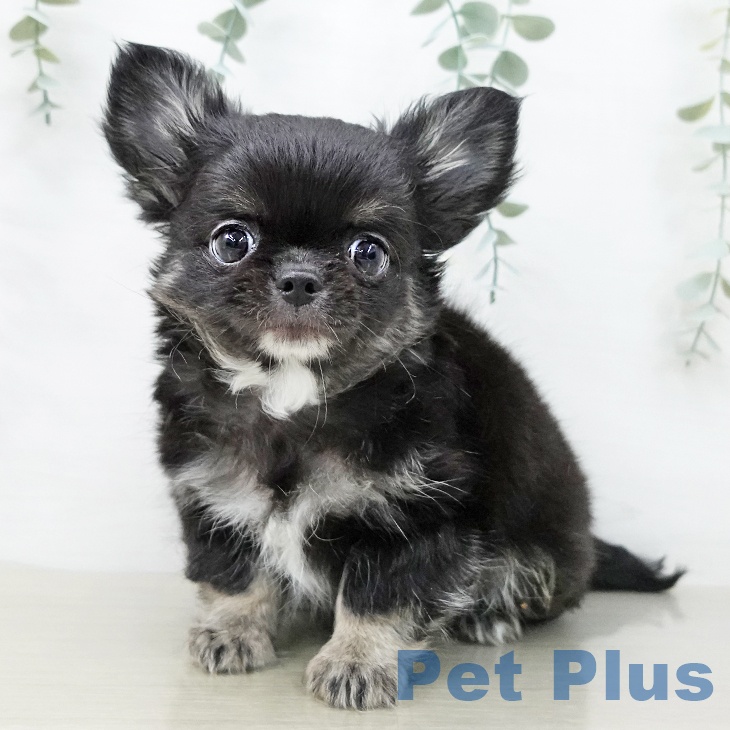 神奈川県のチワワ(ロング) (ペットプラス ゆめが丘ソラトス店/2025年12月5日生まれ/男の子/ブラックタンホワイト)の子犬