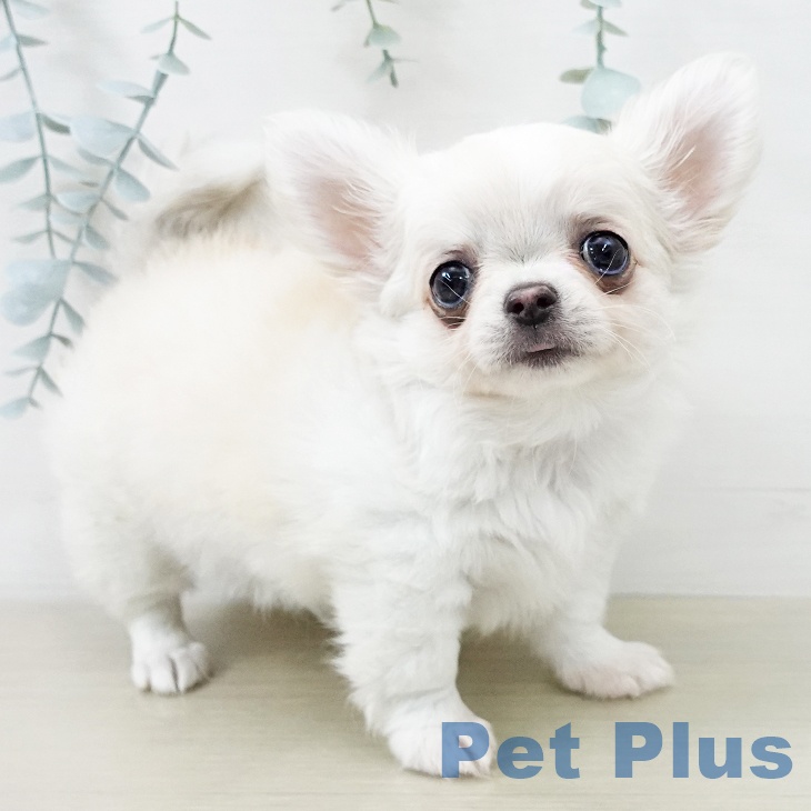 神奈川県のチワワ(ロング) (ペットプラス 湘南平塚店/2025年12月5日生まれ/女の子/クリームホワイト)の子犬の1枚目の画像