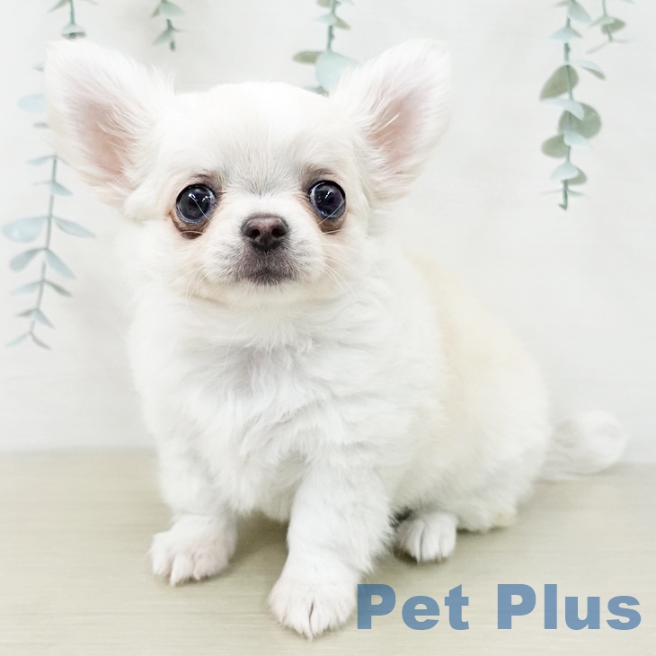 神奈川県のチワワ(ロング) (ペットプラス 湘南平塚店/2025年12月5日生まれ/女の子/クリームホワイト)の子犬の2枚目の画像