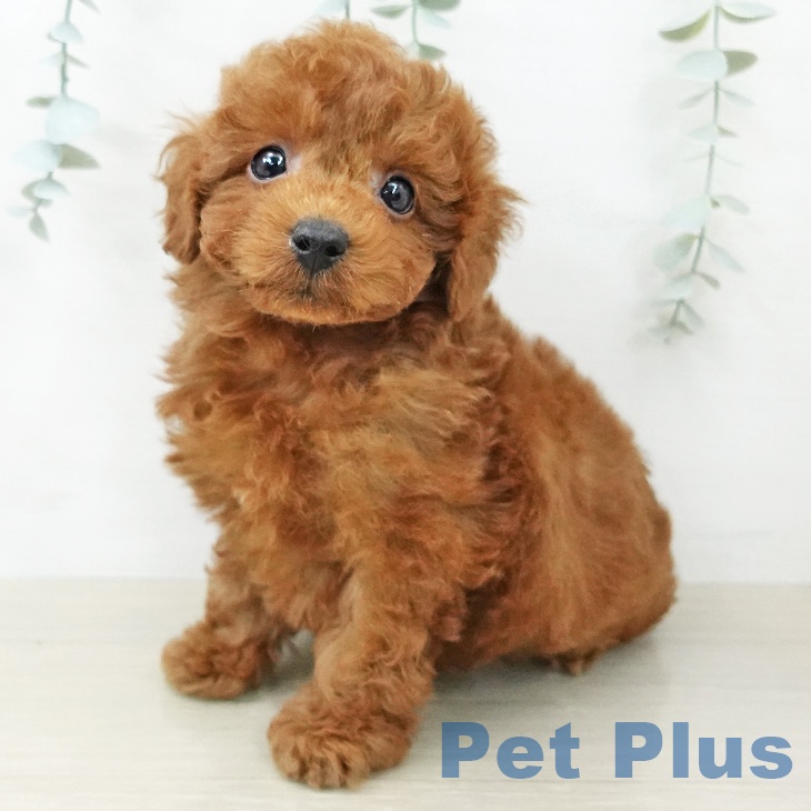 トイ・プードルの写真2