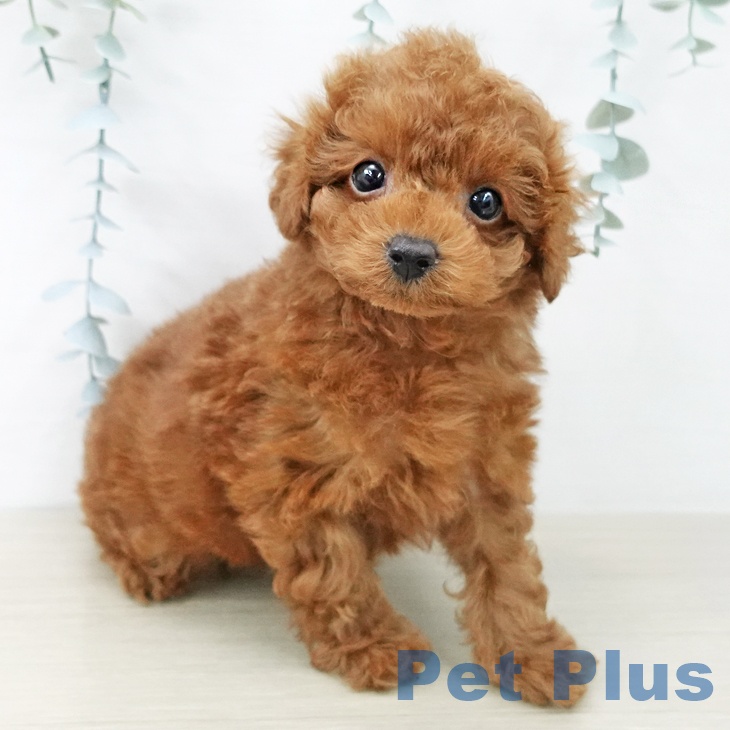 トイ・プードル