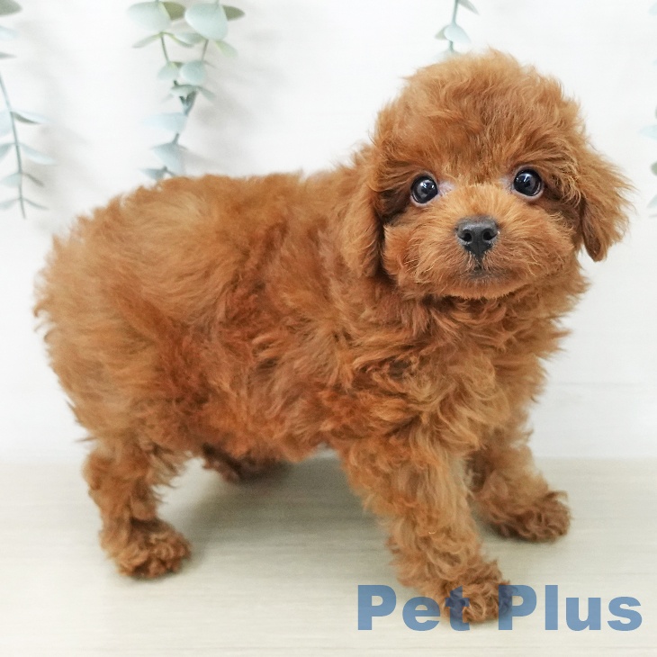 トイ・プードル