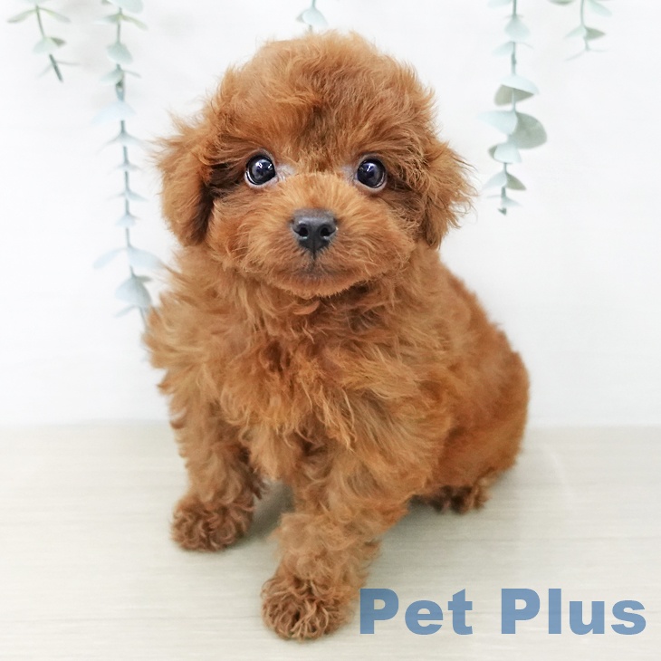 トイ・プードルの写真2