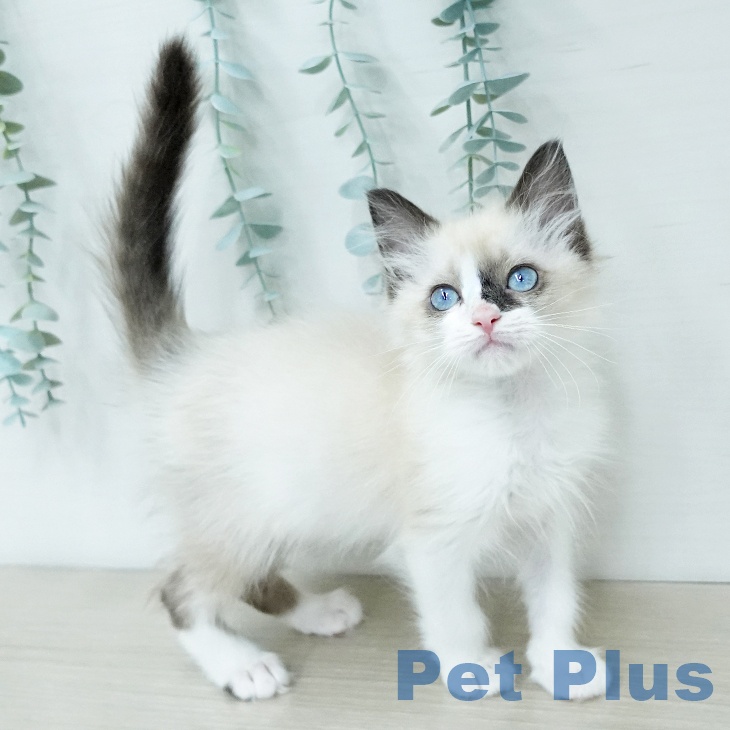 神奈川県のラグドール (ペットプラス ゆめが丘ソラトス店/2025年12月10日生まれ/女の子/シールポイントバイカラー)の子猫