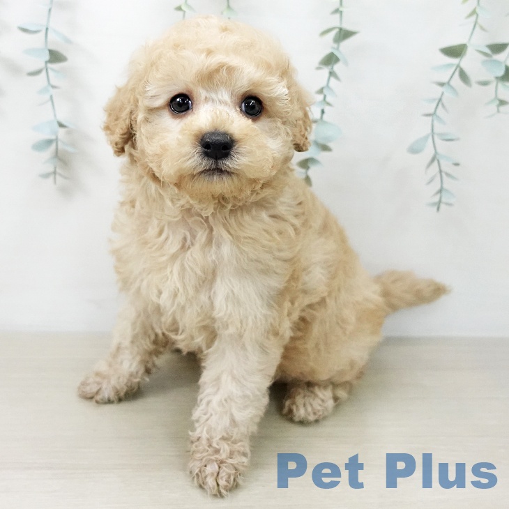 トイ・プードル