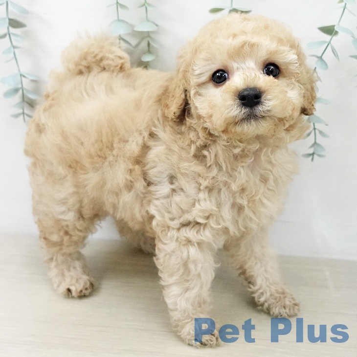 トイ・プードルの写真2