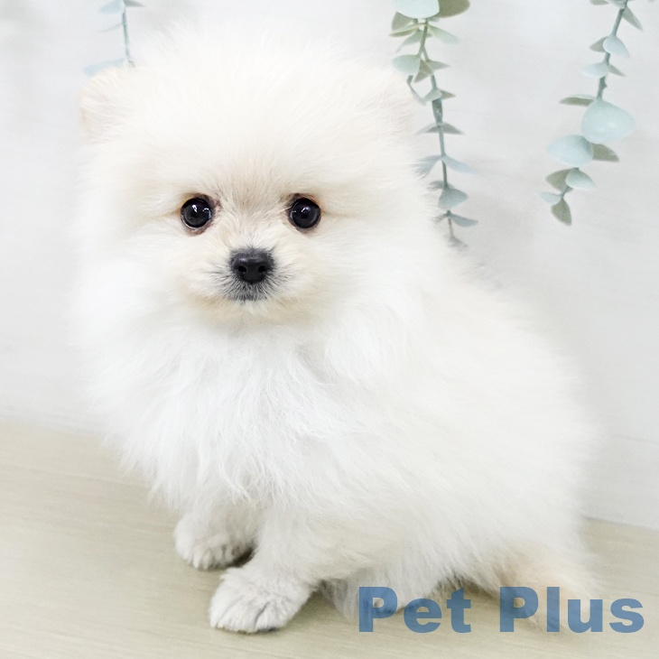 ポメラニアンの写真2