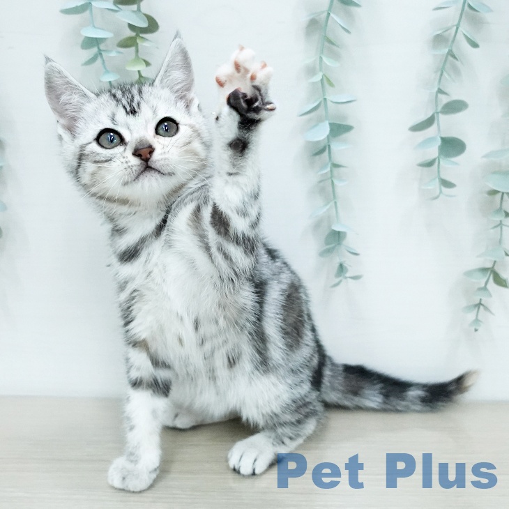 アメリカンショートヘア