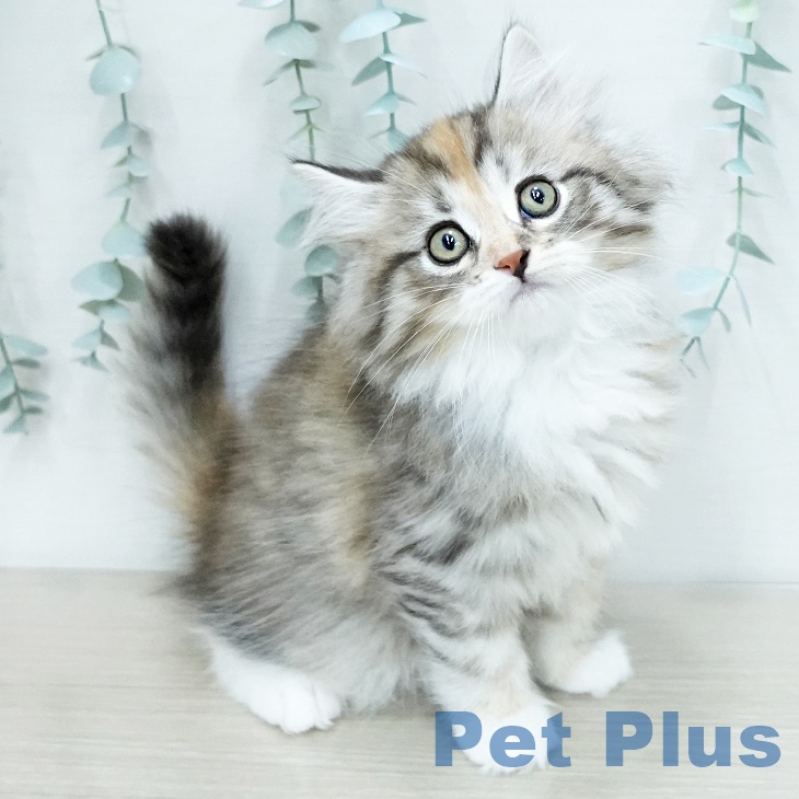 サイベリアンの写真2