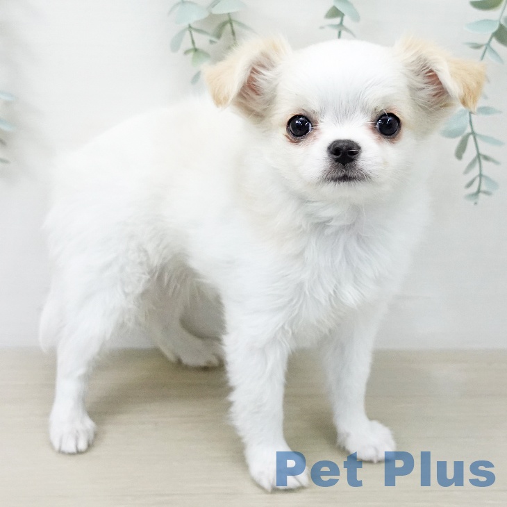 神奈川県のチワワ(ロング) (ペットプラス 座間店/2025年12月19日生まれ/男の子/ホワイトクリーム)の子犬の1枚目の画像