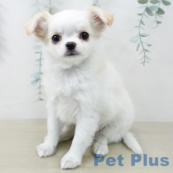 神奈川県のチワワ(ロング) (ペットプラス 座間店/2025年12月19日生まれ/男の子/ホワイトクリーム)の子犬の2枚目の画像